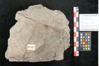 Foto (Objekt + Etikett) von Asplenium hochstetteri Unger (NHMW-GEO-2024-0188-10337)